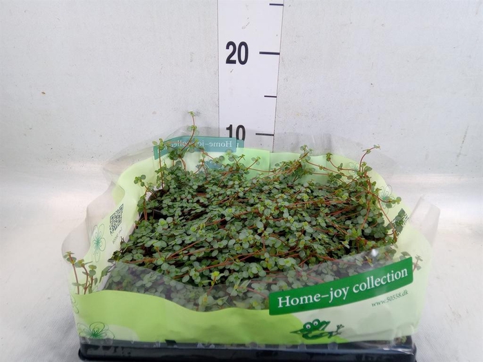 <h4>Pilea glaucophylla 'Greyzy'</h4>