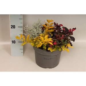 vaste planten 19 cm  Alternanthera, Calocephalus, Durante
