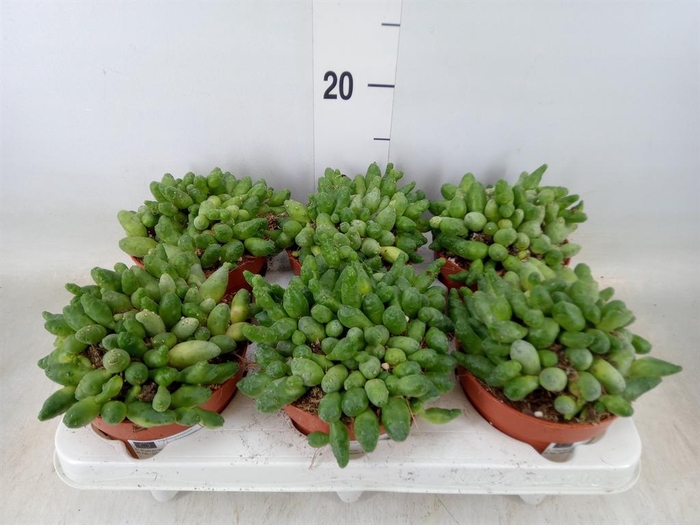 <h4>Succulents   ...</h4>