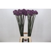 Allium  'Summer Drummer'
