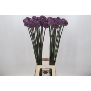 Allium  'Summer Drummer'