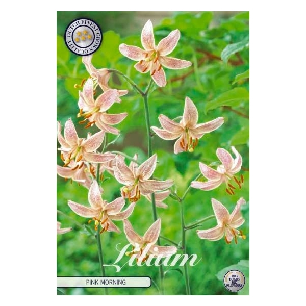 <h4>Lilium Martagon Pink morning x 1 14/16</h4>