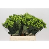 Hypericum Lucky Romance