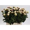 Paeonia Odile