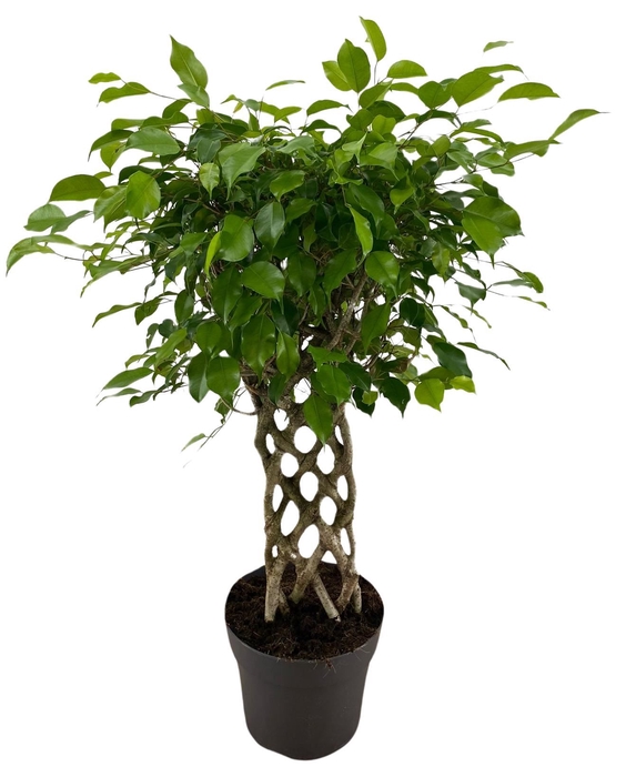 <h4>Ficus benja.   ...special shapes</h4>