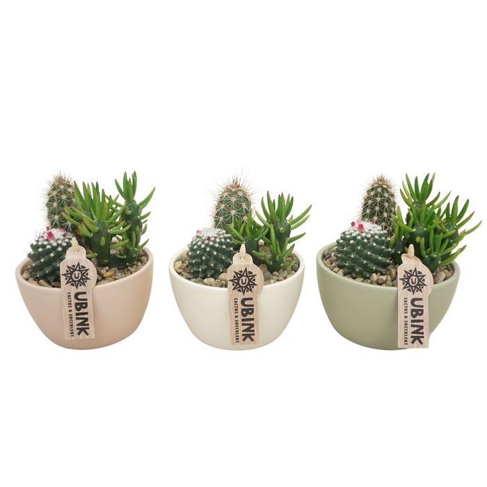 <h4>ARR. CACTUS 3in1</h4>