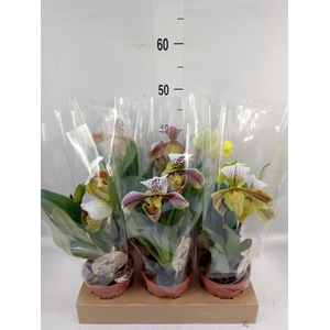 Paphiopedilum  'Amerikaanse hybrid'