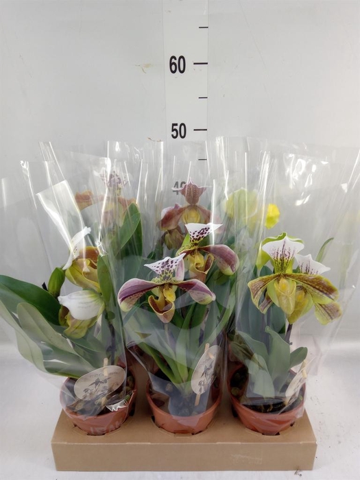 <h4>Paphiopedilum  'Amerikaanse hybrid'</h4>
