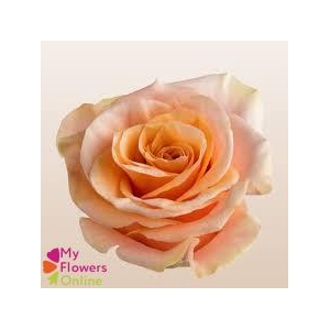 R Gr Phoenix Peach 50cm EC