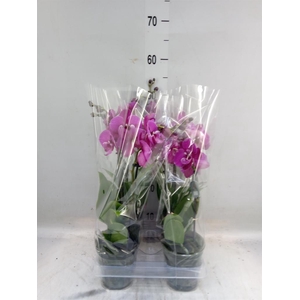 Phalaenopsis  'Tying S Black Bear'