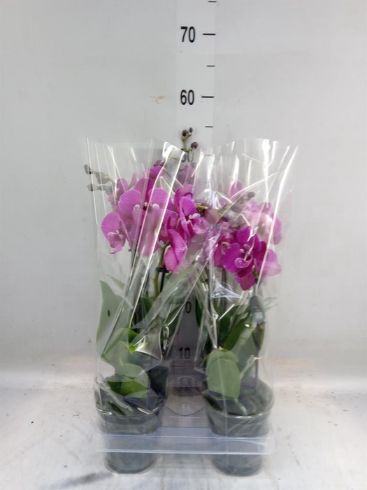 <h4>Phalaenopsis  'Tying S Black Bear'</h4>