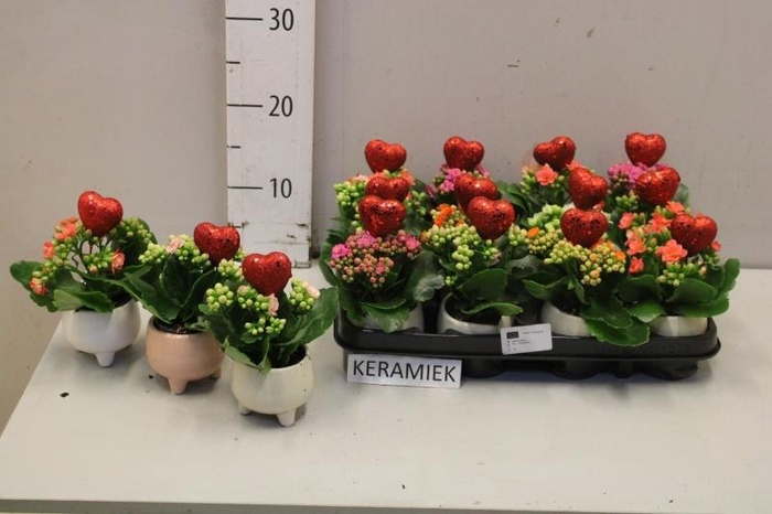 <h4>ARR KALANCHOE</h4>