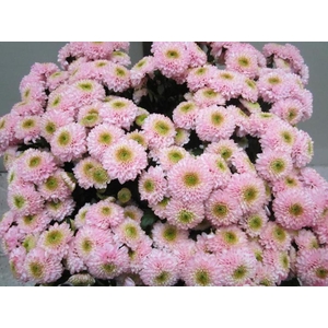 Chr San Ferry Sweet Rose