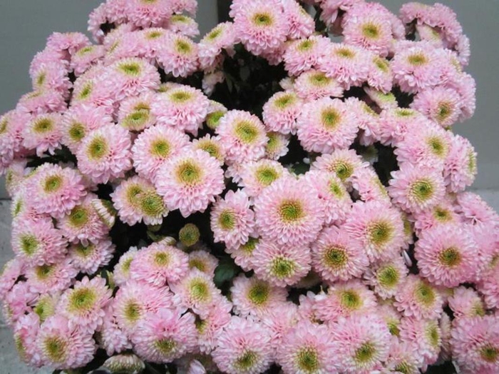 <h4>Chr San Ferry Sweet Rose</h4>