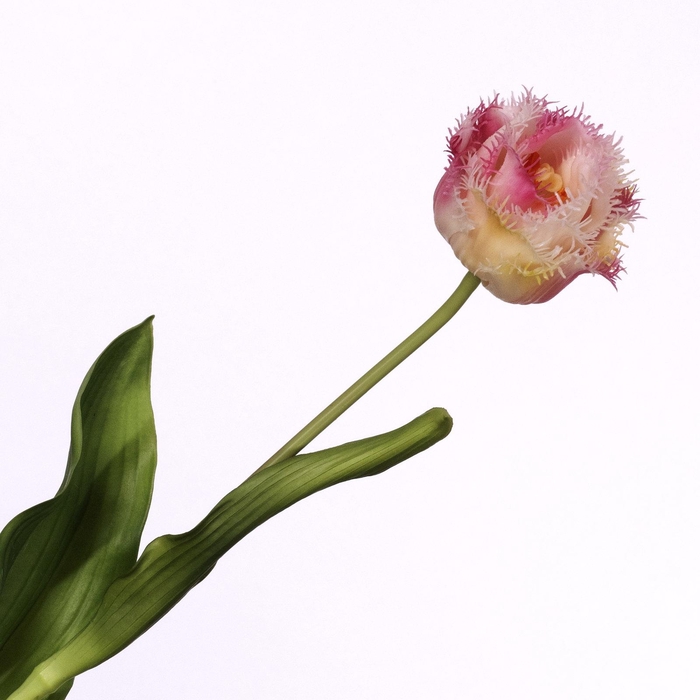 Tulipa Crispa Pink Cream FL440262CPK