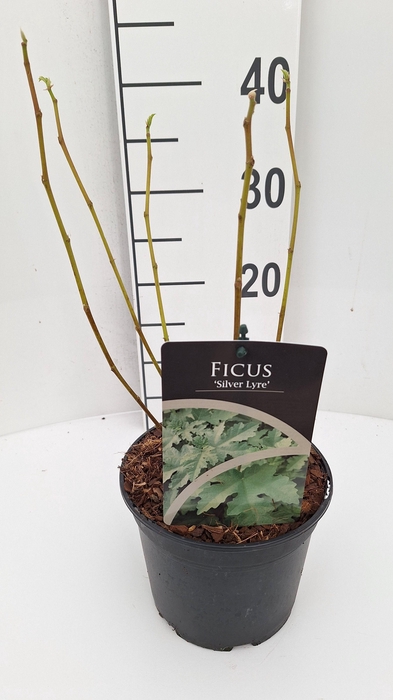 <h4>Ficus 'Silver Lyre' C2</h4>