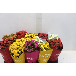 KALANCHOE DOBRADO PAIXOES P11
