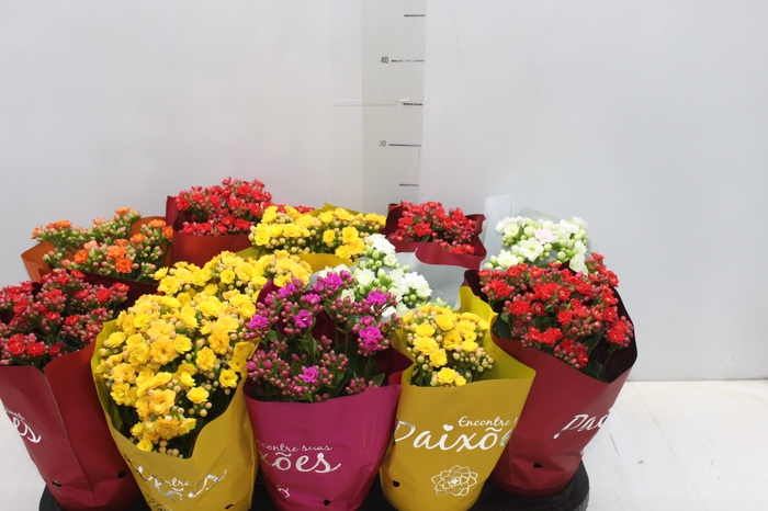 <h4>KALANCHOE DOBRADO PAIXOES P11</h4>