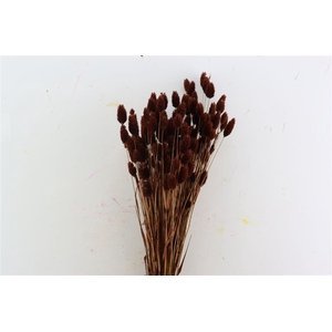 Dried Phalaris X5 Brown Bunch