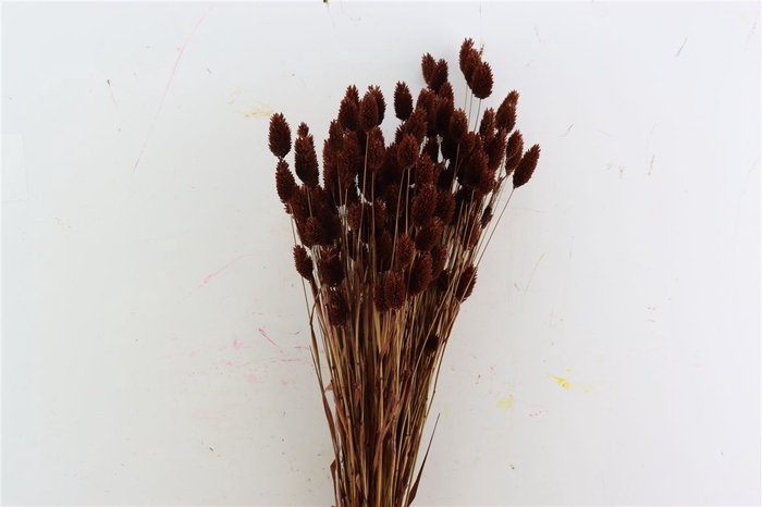 <h4>Dried Phalaris X5 Brown Bunch</h4>