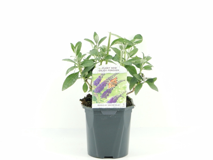 <h4>Buddleja dav. Empire Blue C2</h4>