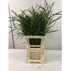 EUC NICHOLII PB BUSH