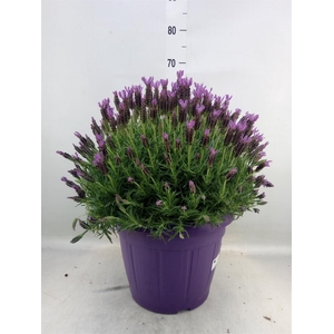Lavandula stoec.