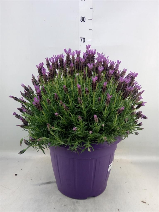 <h4>Lavandula stoec.</h4>