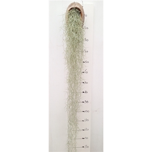 Tillandsia usneoides cocosnoot