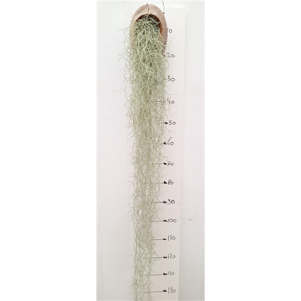 <h4>Tillandsia usneoides cocosnoot</h4>