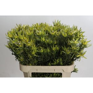 Leucadendron Pisa Spray