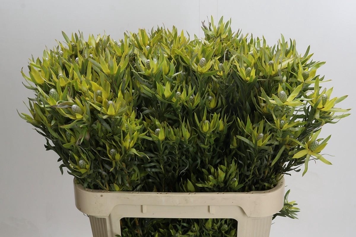 Leucadendron Pisa Spray