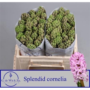 HYAC SPLEND CORNELIA