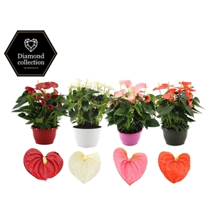 Anthurium 25 cm 4 color mix in Marly plastic bowl