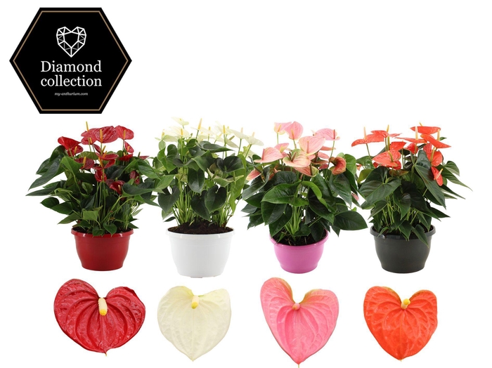 <h4>Anthurium 25 cm 4 color mix in Marly plastic bowl</h4>