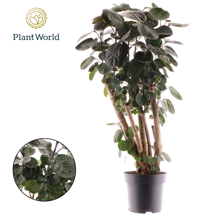 <h4>Polyscias Fabian vertakt</h4>