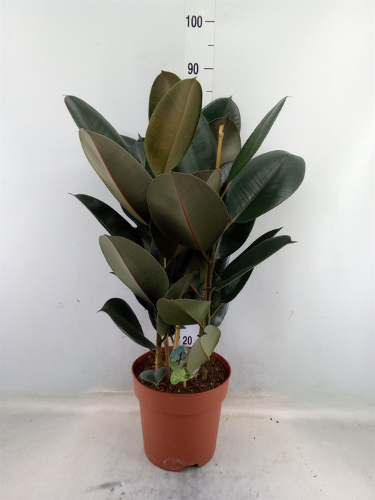 <h4>Ficus elastica 'Abidjan'</h4>