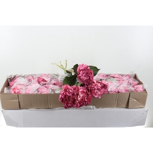 Hydr x10 Old Pink Tinted Select Box