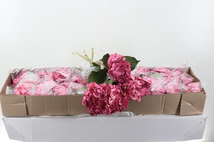 <h4>Hydr Old Pink Tinted Select Box</h4>