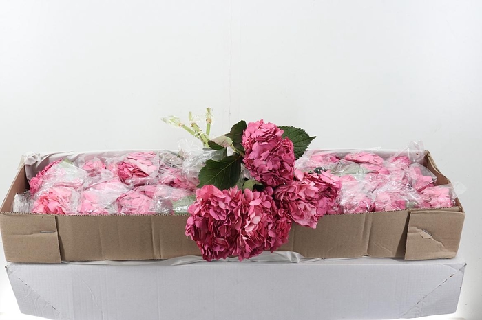 <h4>Hydr x10 Old Pink Tinted Select Box</h4>