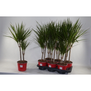 DRA MARGINATA
