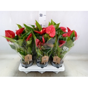 Anthurium  'Diamond Red'