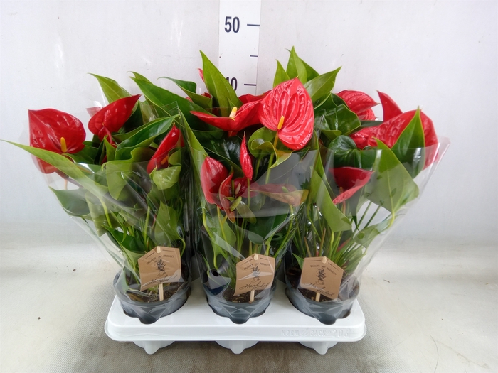 <h4>Anthurium  'Diamond Red'</h4>