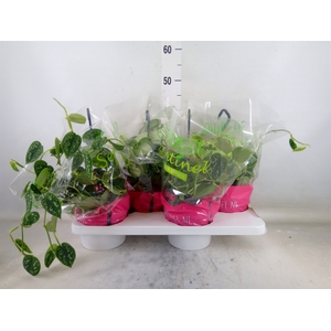 Scindapsus pictus 'Argyraeus'