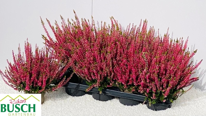 CALLU GA G FRANCA