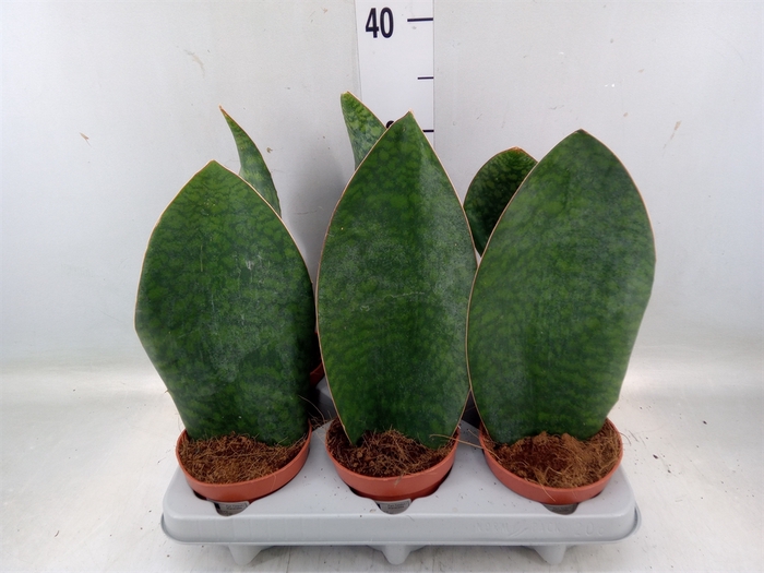 <h4>Sansevieria grandis</h4>