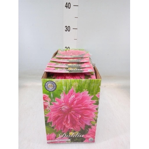 Dahlia   ...flowerbulbs