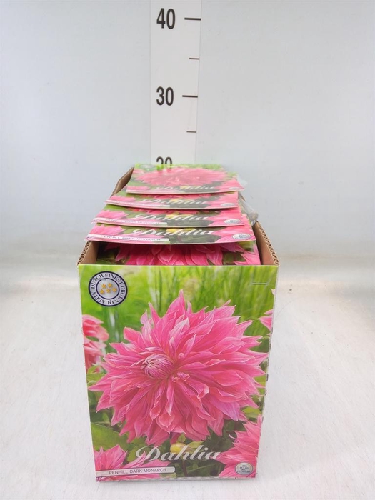 <h4>Dahlia   ...flowerbulbs</h4>