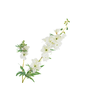 Delphinium White