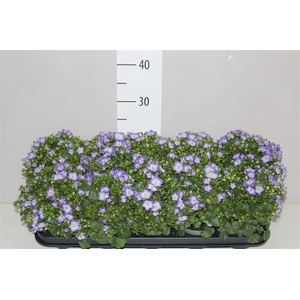 Campanula Fancy Mee Bicolor